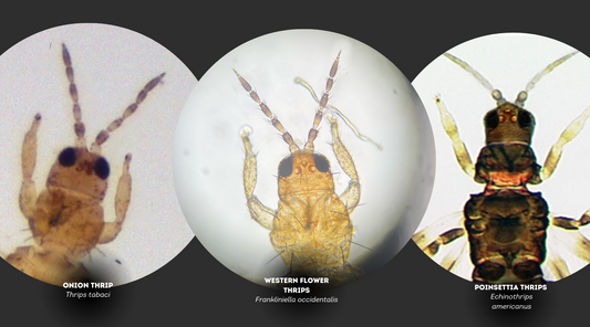 Managing Thrips Part 1: How to ID thrip species