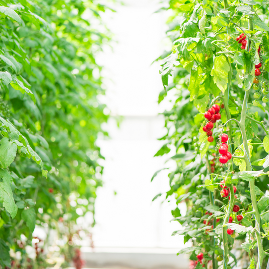 10 Years of Growing Together - One Farm and GrowLiv