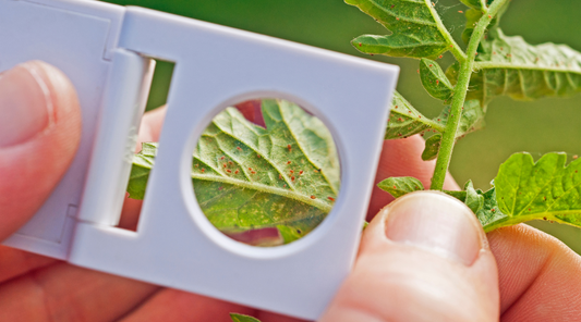 What Is Integrated Pest Management?