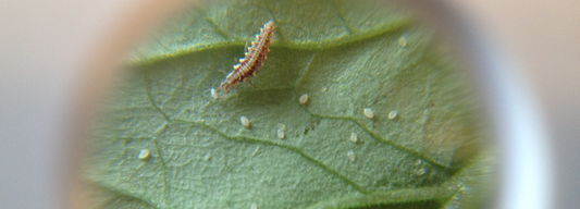 Control Methods in IPM