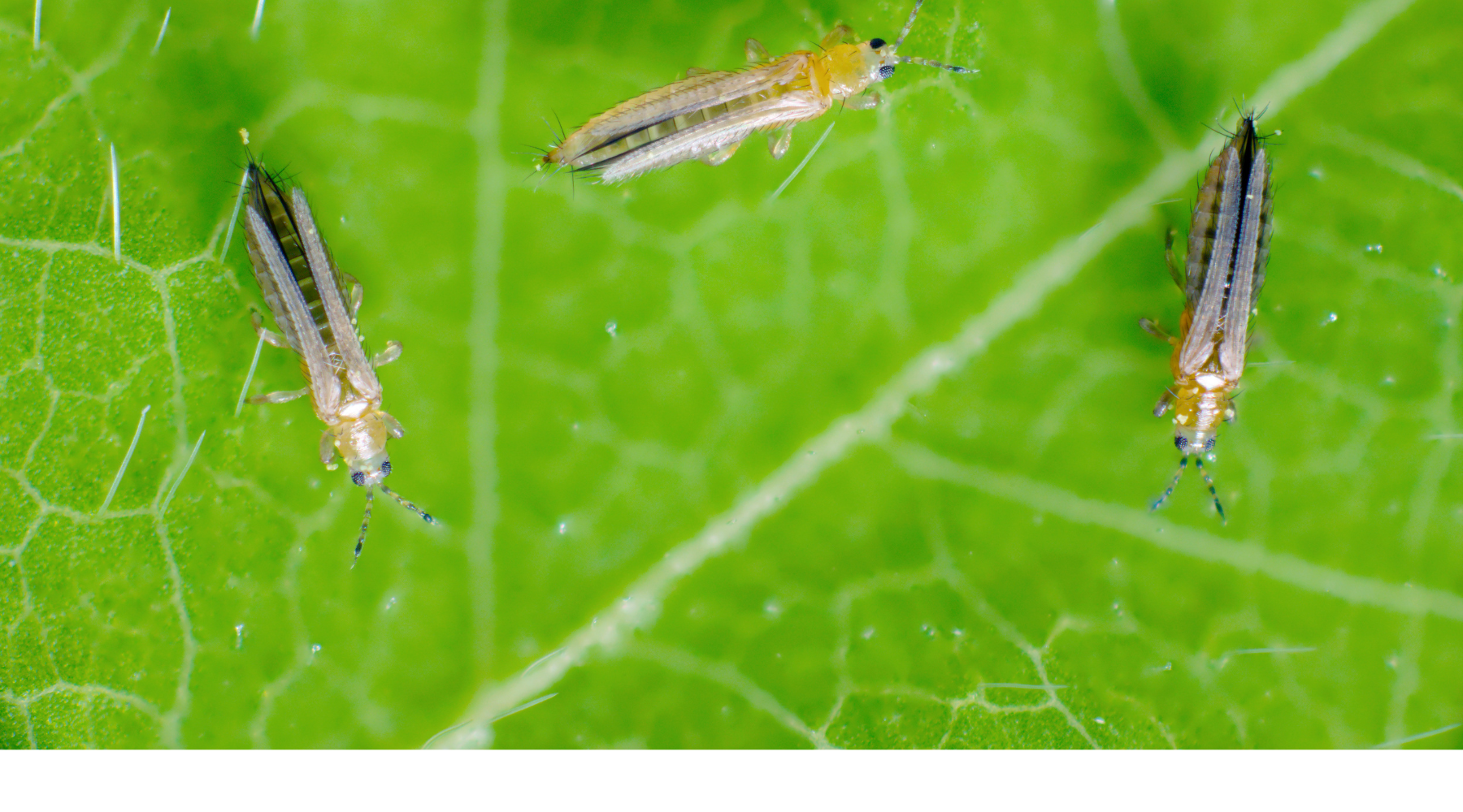 Thrips - Biocontrol, Damage and Life Cycle