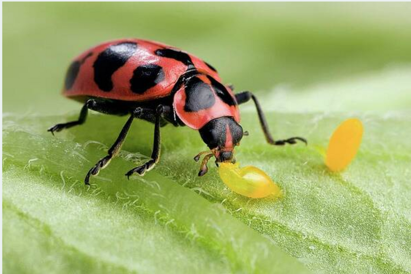 Wild vs. Reared Lady Beetles: What Growers Should Know