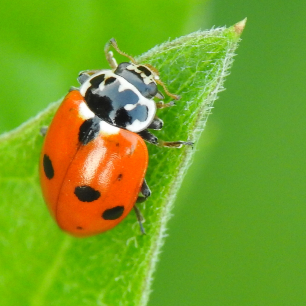 HippoLiv (Lady Beetle)