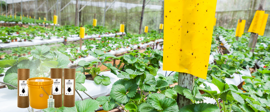 Managing Thrips Part 2/3: How to prevent thrips outbreak