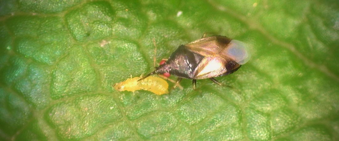 Managing Thrips Part 3: What treatment options to use once thrips are spotted