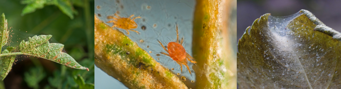 5 Facts About Spider Mites