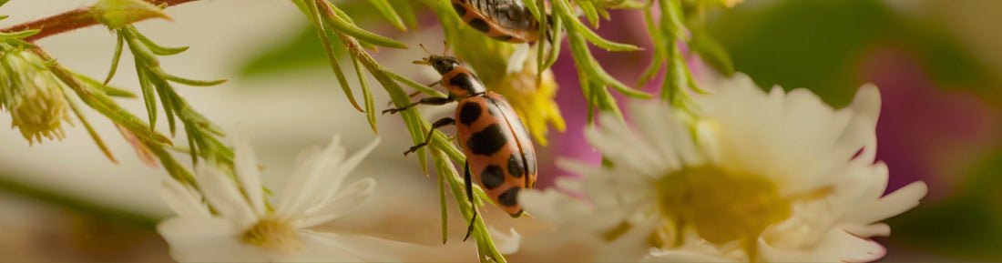 Spot Aphids in Your Greenhouse? Here's Why ColeoLiv Beetles Work Best