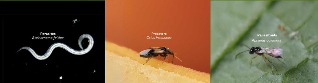 What is the difference between a predator, parasite, and parasitoid?