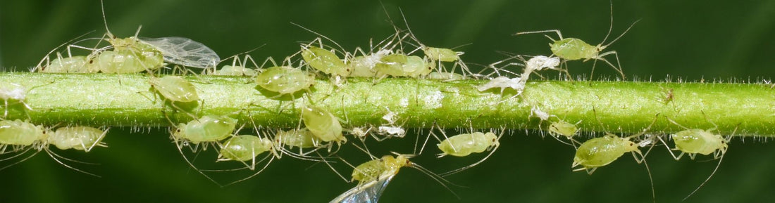 Lifecycle of Aphids