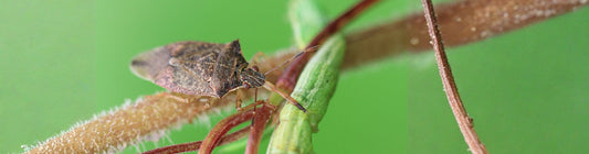 PodiLiv (Podisus maculiventris) for Tomato Looper