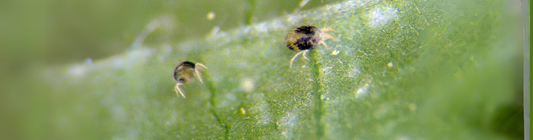 How to Prevent Spider Mites Naturally