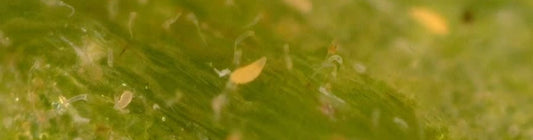 Lifecycle Of Russet Mites Aculops lycopersici
