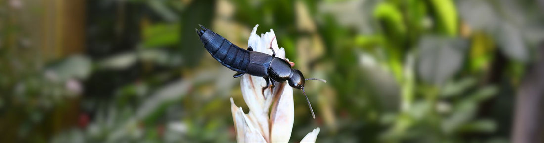 AtheLiv – Dalotia coriaria: Soil Predator for Fungus Gnat and Soil Pest Control