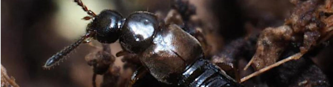 Dalotia coriaria: Soil Predator for Thrips Pupae