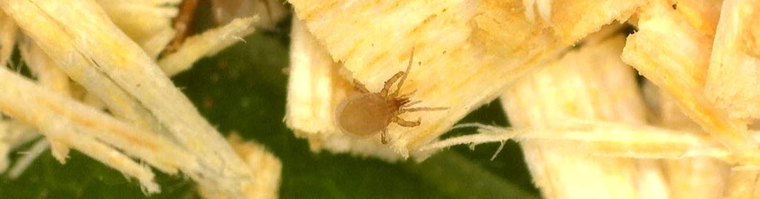 HypoLiv – Stratiolaelaps scimitus: Soil Predator for Fungus Gnat and Thrips Control