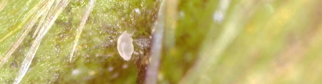 Signs and Symptoms of Broadmites