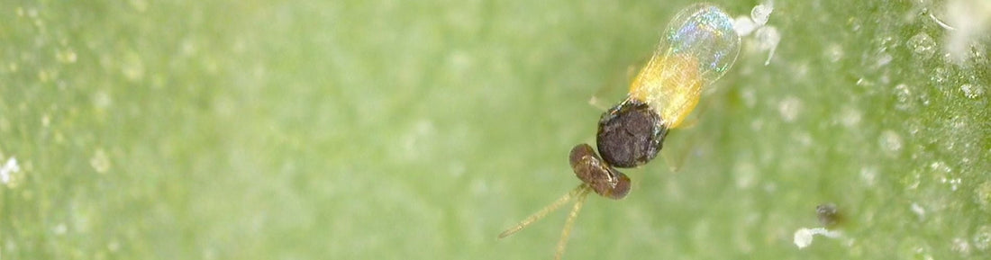 EncaLiv (Encarsia formosa) for Whitefly Control in Greenhouses