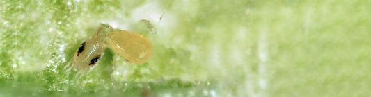 CaliLiv – Neoseiulus californicus: Broad Mite Predator