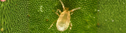 Neoseiulus barkeri: Effective Cyclamen Mite Predator