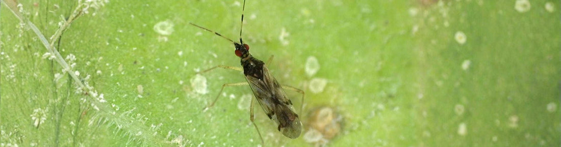 MiriLiv – Dicyphus hesperus: Versatile Predator for Whitefly Control