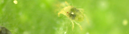 Signs and Symptoms of Spider Mites