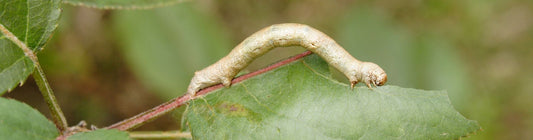 Lifecycle of Tomato Looper Chrysodeixis chalcites