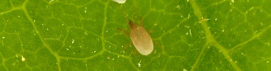 HypoLiv – Stratiolaelaps scimitus: Soil Predator for Thrips Management