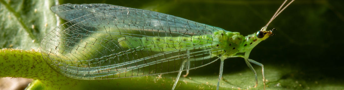 ChrysoLiv (Chrysoperla carnea) for Soft Scale Control in Greenhouses