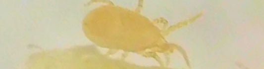 CaliLiv – Neoseiulus californicus: Reliable Predator for Russet Mite Management