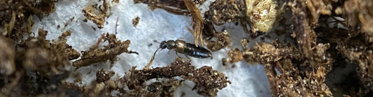 AtheLiv – Dalotia coriaria for Shorefly Control
