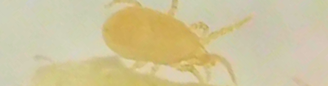 CaliLiv – Neoseiulus californicus: Versatile Predator for Mite Management