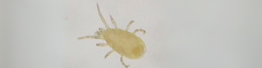 Neoseiulus cucumeris: Efficient Thrips Predator