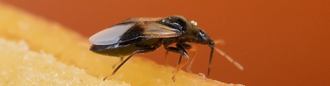 Orius insidiosus: A Key Predator for Thrips and Aphid Management