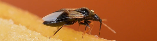 Orius insidiosus: A Key Predator for Thrips and Aphid Management
