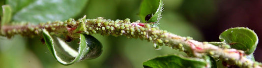 Signs and Symptoms of Aphid Infestations in Greenhouse Crops