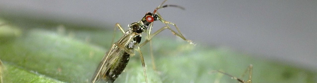Dicyphus hesperus (MiriLiv) for Pest Control in Greenhouses
