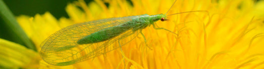 Chrysoperla carnea for Aphid and Pest Control in Greenhouses