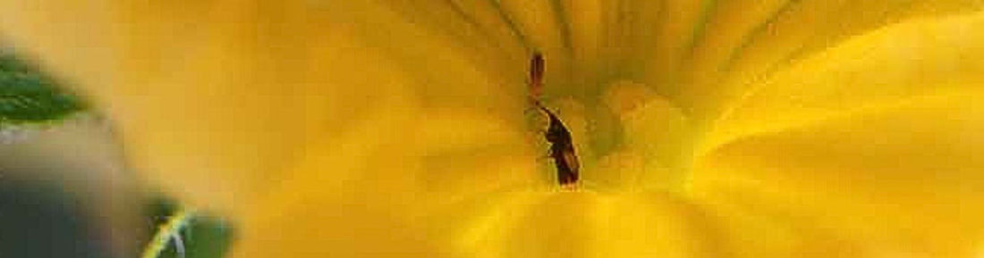 Orius insidiosus: A Key Predator for Thrips Management