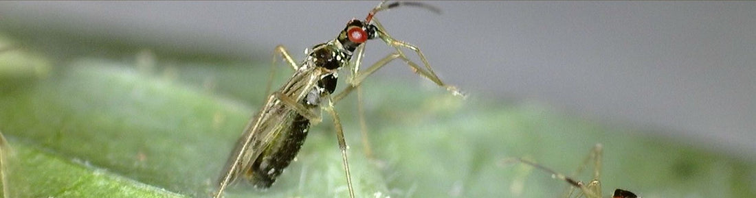 MiriLiv (Dicyphus hesperus): Predator for Tomato Looper