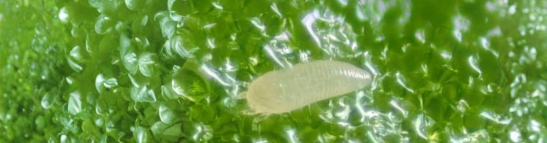 Signs and Symptoms of Cyclamen Mites