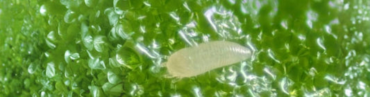 Signs and Symptoms of Cyclamen Mites