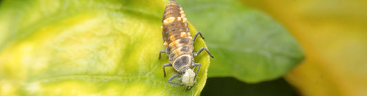 ChrysoLiv (Chrysoperla carnea) for Mealybug and Pest Control in Greenhouses