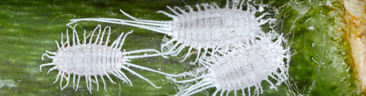 Lifecycle of Mealybugs