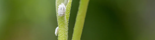 Signs and Symptoms of Mealybugs