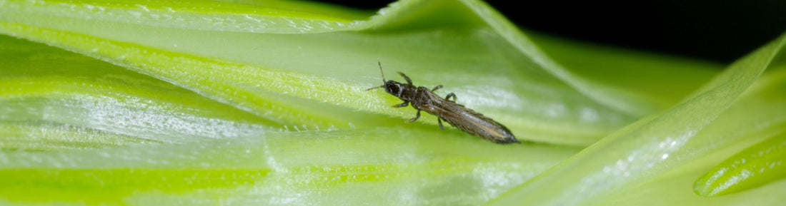 Signs and Symptoms of Thrip Infestations in Greenhouse Crops