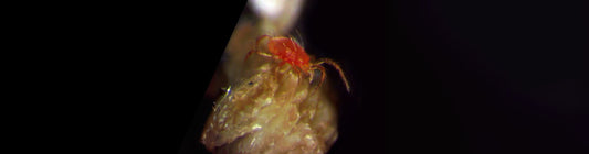 PersiLiv – Phytoseiulus persimilis: Specialist Predator for Spider Mite Control