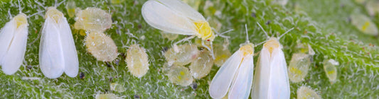 Lifecycle of Whiteflies