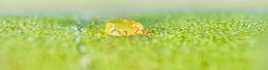 Neoseiulus barkeri: Effective Thrips Predator