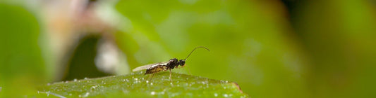 Aphidius sp. for Aphid Control in Greenhouses