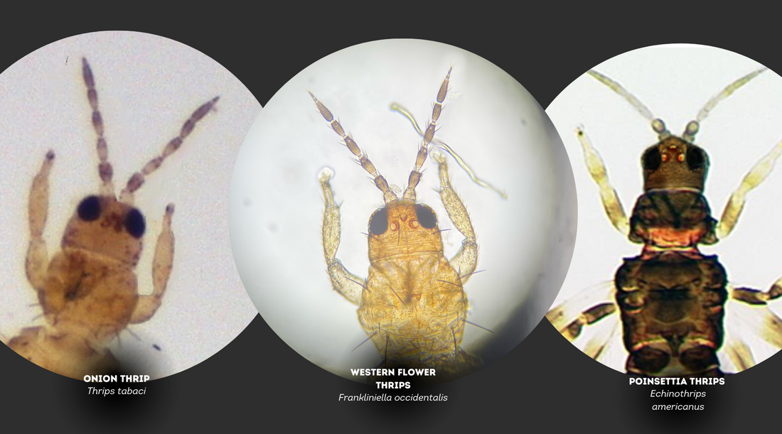 Managing Thrips Part 1: How to ID thrip species